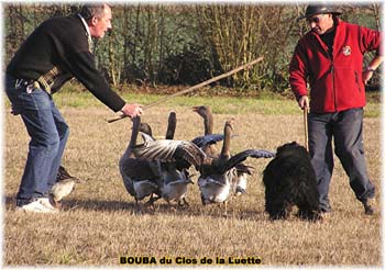 le bouvier des flandres et les oies - Elevage du CLOS DE LA LUETTE - COPYRIGHT DEPOSE